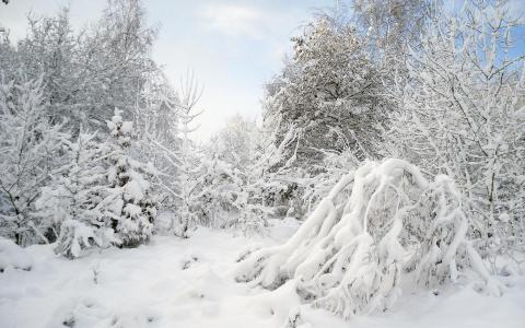 冬季雪树森林背景图片壁纸