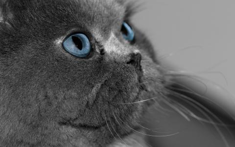 波斯猫与红色的眼睛壁纸