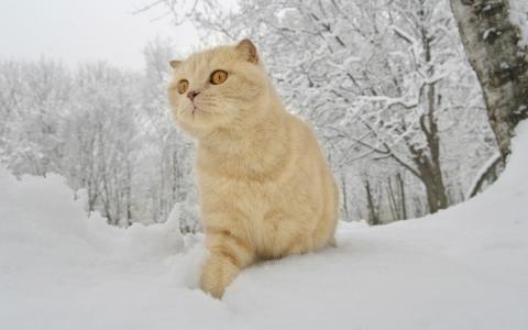 红猫，冬天，雪壁纸