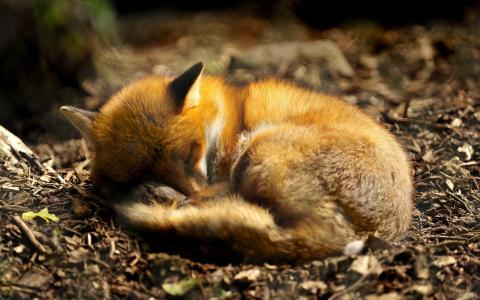 动物特写镜头,狐狸蜷缩到睡觉壁纸