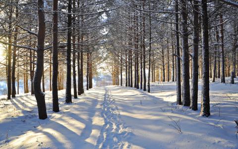 冬天，雪，树，森林，路壁纸