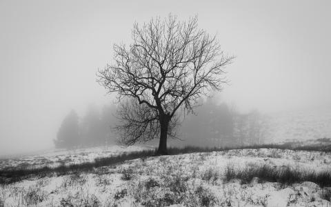 英格兰冬季，大自然雪，树，雾壁纸