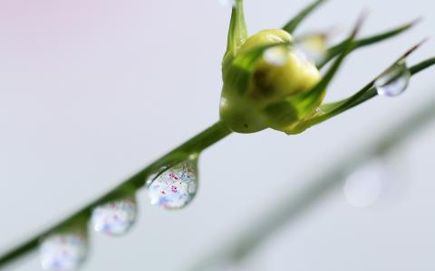 水滴宏花高清壁纸