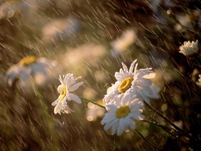 雨花水滴高清壁纸