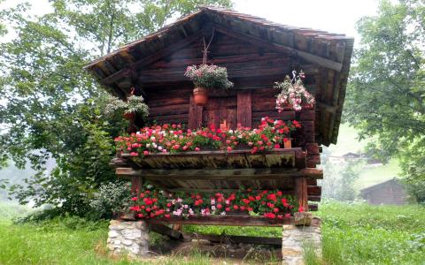 与花壁纸的小屋