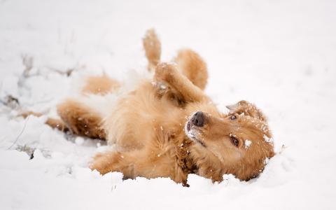 狗玩雪壁纸