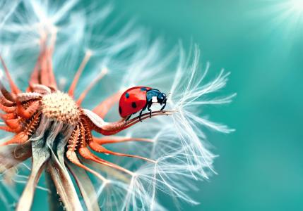 Ladybug Dandelion wallpaper