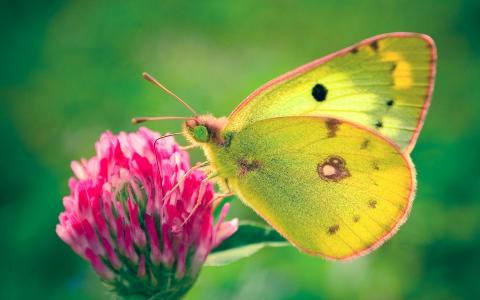 Colias hyale蝴蝶壁纸