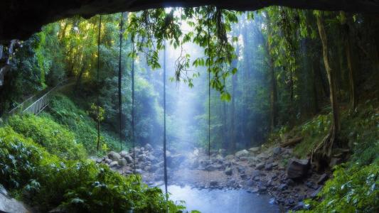 在雨林壁纸的惊人的斑点