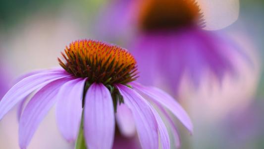 Coneflower，宏，紫色，花卉壁纸