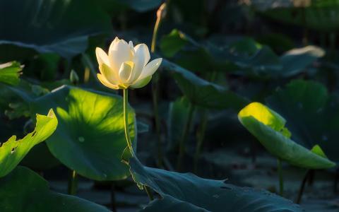 花高清壁纸