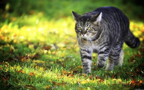 猫在阳光下的草地上的壁纸