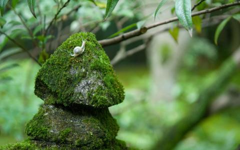 蜗牛岩石石头青苔高清壁纸