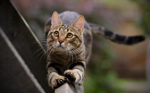 尾巴猫动物宠物猫爪子最好的壁纸