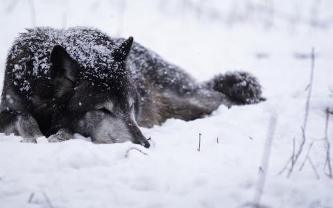 狼雪冬季高清壁纸