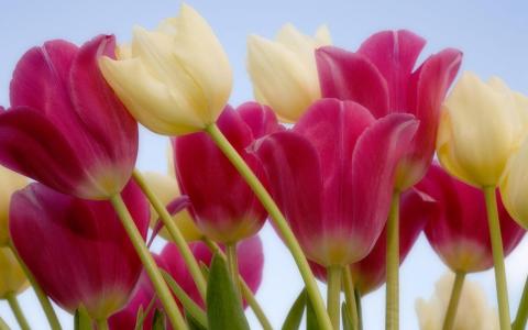 Tulips & Sky wallpaper