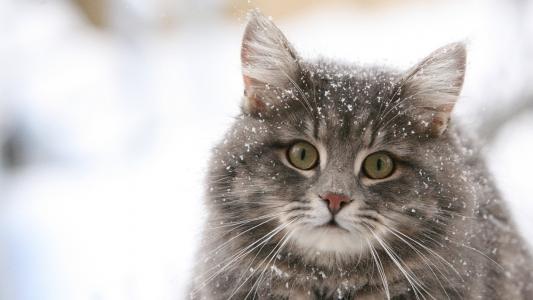 猫雪高清壁纸