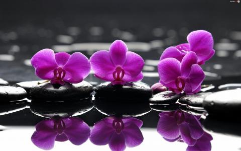 Orchids & Stones wallpaper