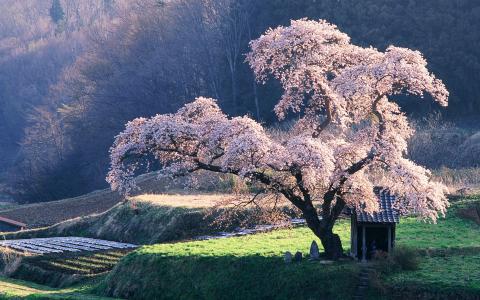 日本风景，樱花壁纸