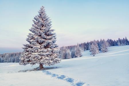 冬天，雪，自然壁纸