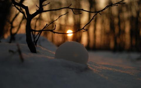 雪球在夕阳光壁纸