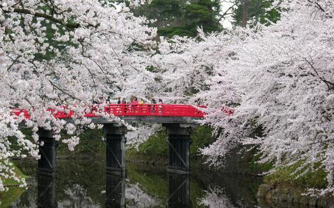 日本春天壁纸