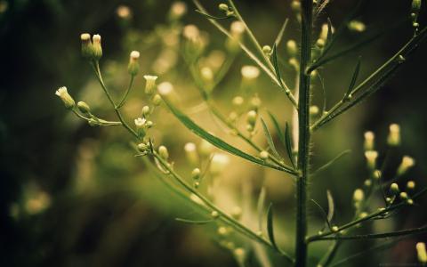 绿色的植物宏高清壁纸