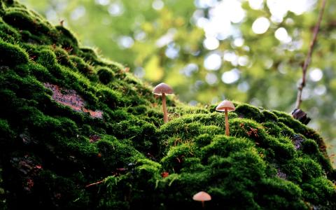 青苔蘑菇宏高清壁纸