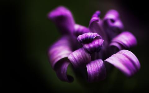 花紫色高清壁纸