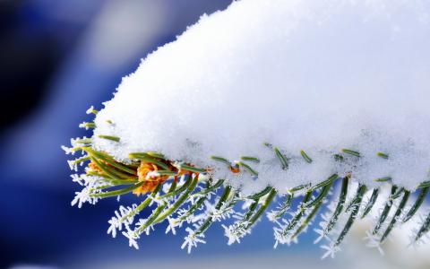 雪在树枝上的壁纸