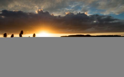 夕阳阳光风景草高清壁纸