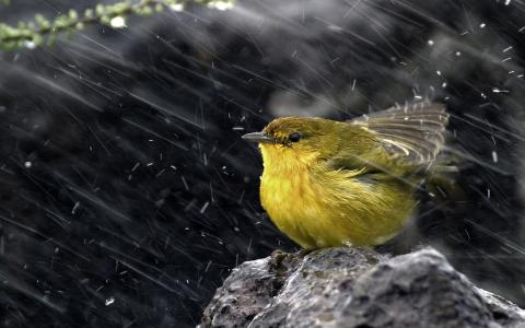 雨鸟高清壁纸