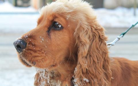 狗雪冬季高清壁纸