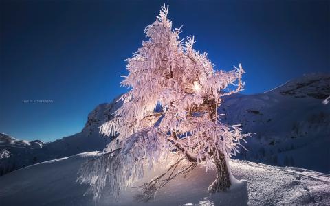 树雪冬季高清壁纸