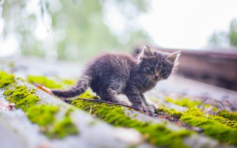 猫咪小猫高清壁纸