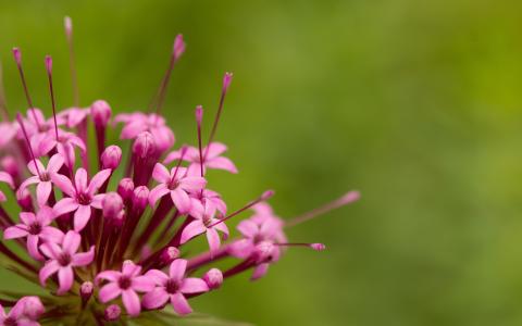 花宏绿色高清壁纸