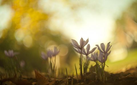 花散景高清壁纸