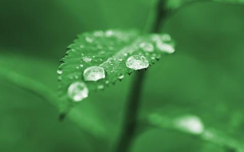 绿色的大自然叶植物水滴露水免费桌面背景壁纸