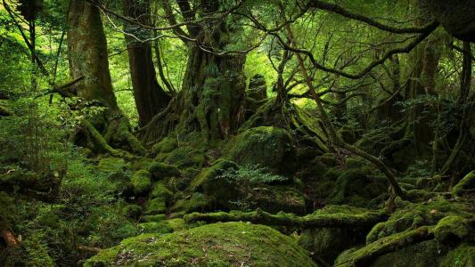 屋久岛，日本壁纸