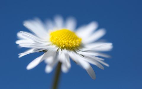 天空雏菊花壁纸