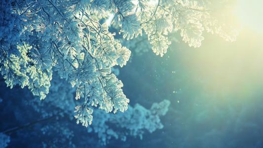 雪冬天树阳光高清壁纸