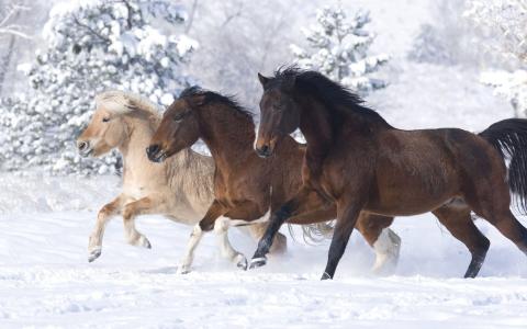 马雪冬季高清壁纸