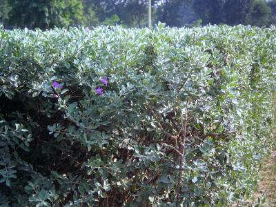 小花植物性质高清壁纸