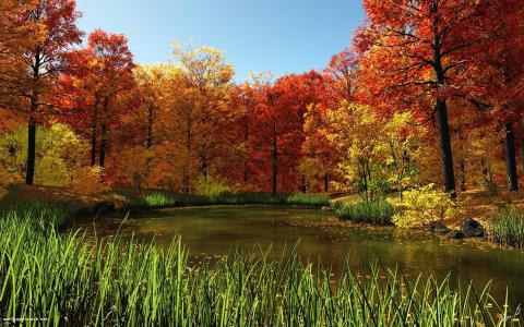 Fall Pond wallpaper