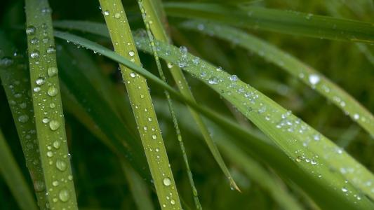 雨滴在草地上的壁纸