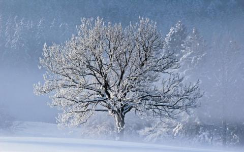 冬季雪树雾宽屏决议壁纸