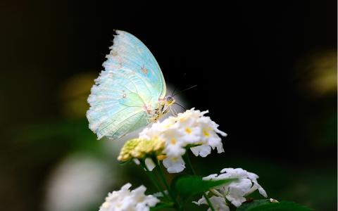 春天蝴蝶和鲜花特写壁纸