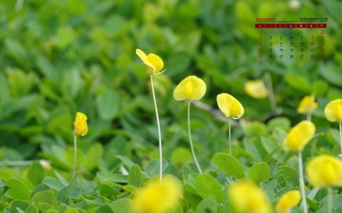 2018年12月开花的小草日历