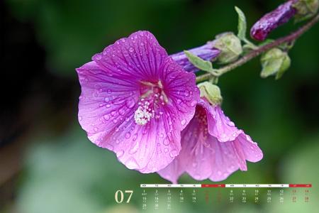 2019年7月唯美花朵日历