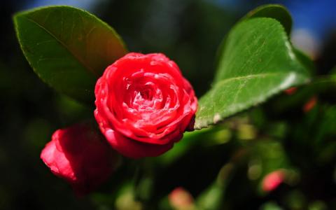 红索契Dendrarium壁纸